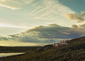 En liten hare står og skuer utover Lifjell, fotokunst veggbilde / plakat av Tor Arne Hotvedt