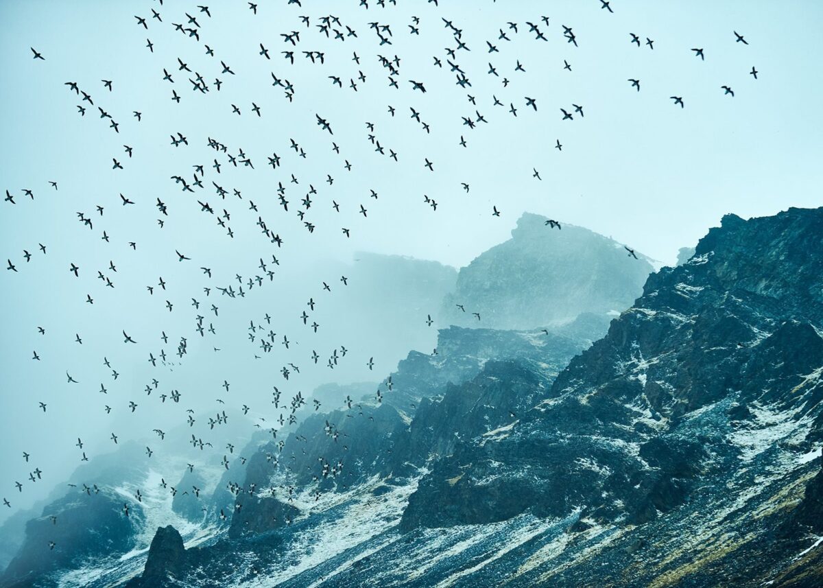 Fuglefjell på Spitsbergen -Limited Edition, fotokunst veggbilde / plakat av Peder Aaserud Eikeland