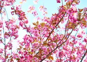 Kirsebærtre i blomstring, fotokunst veggbilde / plakat av Magne Tveiten