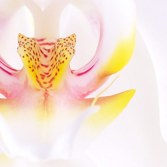 Hvit orkidé, fotokunst veggbilde / plakat av Peder Aaserud Eikeland