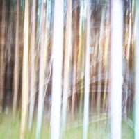 Abstrakt glødende skog, fotokunst veggbilde / plakat av Peder Aaserud Eikeland