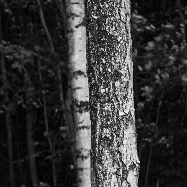 En rekke trær type bjørk skog sort hvitt, fotokunst veggbilde / plakat av Peder Aaserud Eikeland
