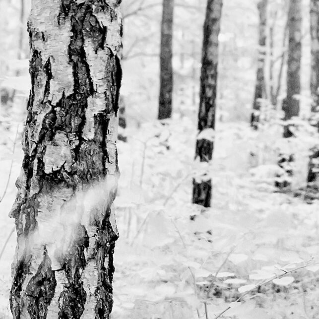 Bjørkeskogen på Bygdøy infrarødt lys, fotokunst veggbilde / plakat av Peder Aaserud Eikeland