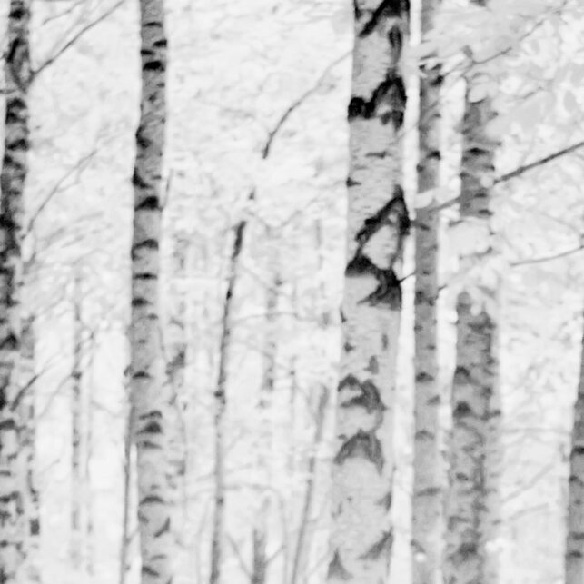 Bjørkeskogen på Bygdøy infrarødt lys, fotokunst veggbilde / plakat av Peder Aaserud Eikeland