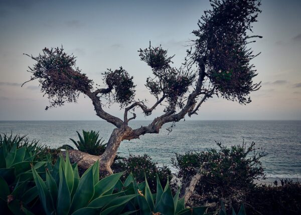 Laguna beach tree, fotokunst veggbilde / plakat av Peder Aaserud Eikeland