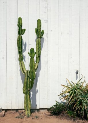 San Diego old town cactus, fotokunst veggbilde / plakat av Peder Aaserud Eikeland