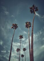 Laguna beach palmer, fotokunst veggbilde / plakat av Peder Aaserud Eikeland