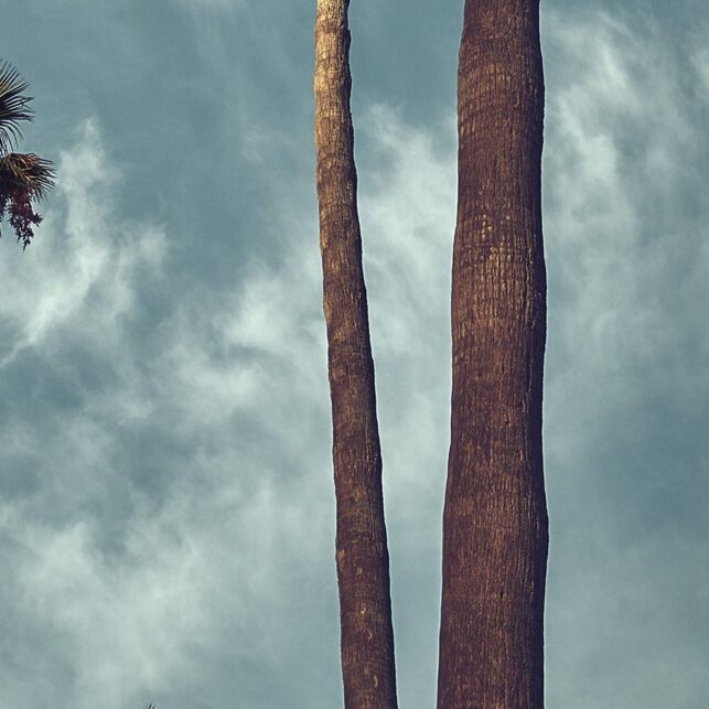 Laguna beach skyhøye palmer, fotokunst veggbilde / plakat av Peder Aaserud Eikeland