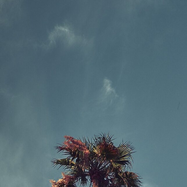 Laguna beach skyhøye palmer, fotokunst veggbilde / plakat av Peder Aaserud Eikeland