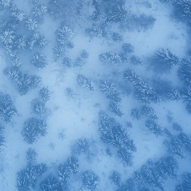 Vinterskog fra oven, fotokunst veggbilde / plakat av Peder Aaserud Eikeland