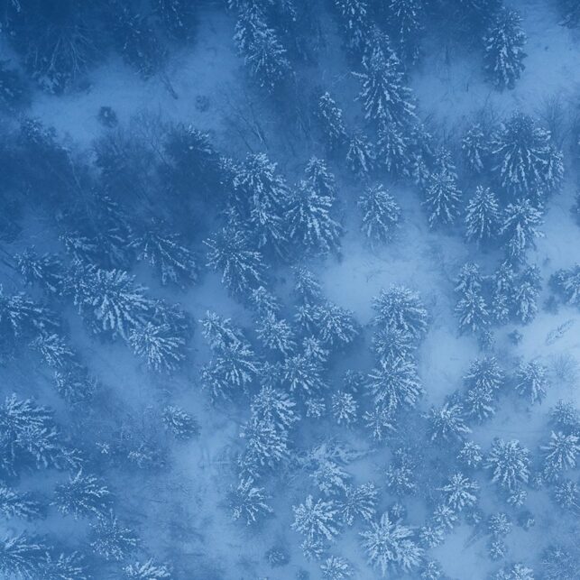 Vinterskog fra oven, fotokunst veggbilde / plakat av Peder Aaserud Eikeland