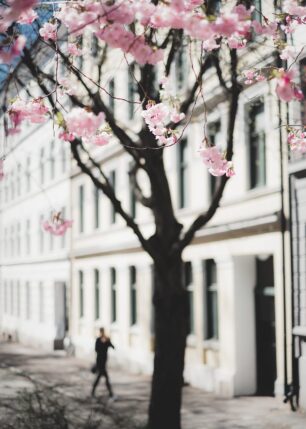 Kirsebærblomstring på Tøyen i Oslo, fotokunst veggbilde / plakat av Tor Arne Hotvedt