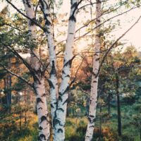 Bjørketrær med hvit bark og kveldssol i bakgrunnen, fotokunst veggbilde / plakat av Tor Arne Hotvedt