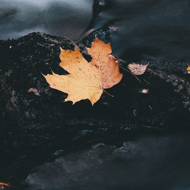 Langeksponeringsbilde av en elv med et høstblad, fotokunst veggbilde / plakat av Tor Arne Hotvedt