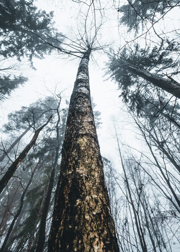 Et blikk oppover et tre i skogen i tåke, fotokunst veggbilde / plakat av Tor Arne Hotvedt