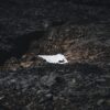 Reinsdyr på en snøflekk i Jotunheimen, fotokunst veggbilde / plakat av Tor Arne Hotvedt