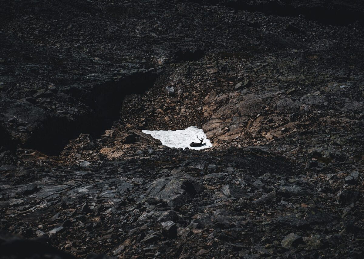 Reinsdyr på en snøflekk i Jotunheimen, fotokunst veggbilde / plakat av Tor Arne Hotvedt
