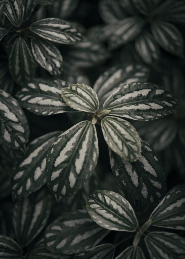 En grønn plante i Botanisk hage, fotokunst veggbilde / plakat av Tor Arne Hotvedt