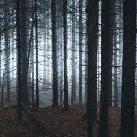 Tåkefull, mørk skog, fotokunst veggbilde / plakat av Tor Arne Hotvedt