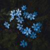 Blå blomster om våren, fotokunst veggbilde / plakat av Tor Arne Hotvedt