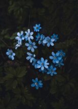 Blomster i skjærgården, fotokunst veggbilde / plakat av Bård Basberg