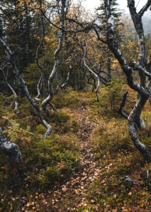 Kroketre trær og høstfarger på fjellet , fotokunst veggbilde / plakat av Tor Arne Hotvedt