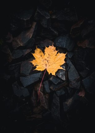 Et gult lønneblad på mørke steiner, fotokunst veggbilde / plakat av Tor Arne Hotvedt