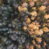 Høsttrær i fine farger tatt med drone over skogen, fotokunst veggbilde / plakat av Tor Arne Hotvedt