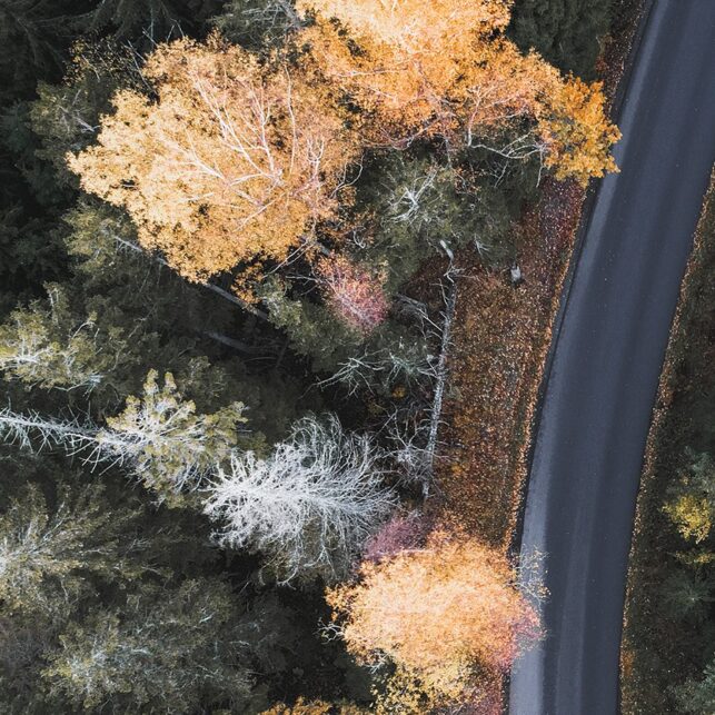 Høsttrær i fine farger tatt med drone over skogen, fotokunst veggbilde / plakat av Tor Arne Hotvedt