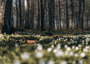 Abstrakt skog, fotokunst veggbilde / plakat av Terje Kolaas