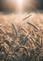 Detaljbilde av korn i solskinn, fotokunst veggbilde / plakat av Tor Arne Hotvedt