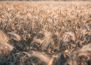 Detaljbilde av korn i solnedgang, fotokunst veggbilde / plakat av Tor Arne Hotvedt