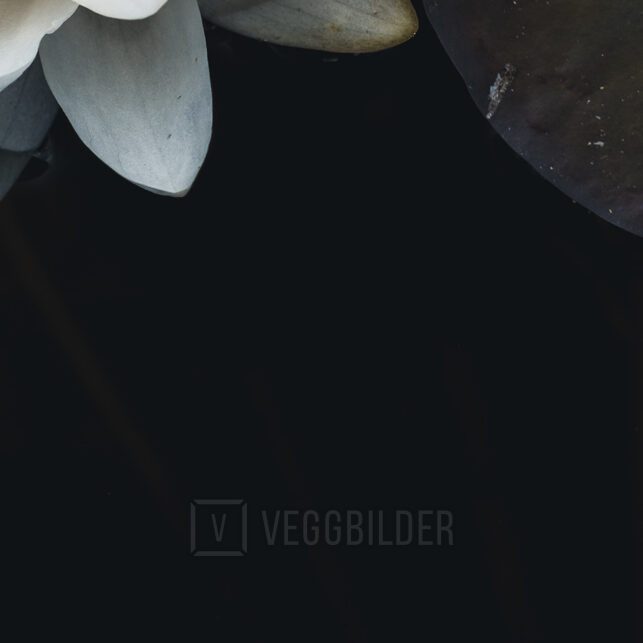 Nøkkerose/vannlilje i all sin prakt, fotokunst veggbilde / plakat av Tor Arne Hotvedt