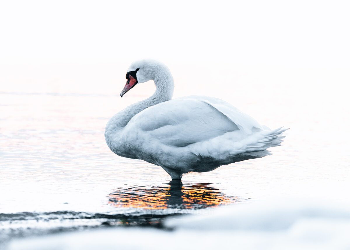 En svane i hvite vinteromgivelser, fotokunst veggbilde / plakat av Tor Arne Hotvedt