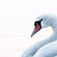 En svane i hvite vinteromgivelser, fotokunst veggbilde / plakat av Tor Arne Hotvedt