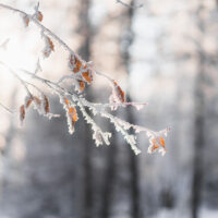 Vintersol gjennom trærne, fotokunst veggbilde / plakat av Tor Arne Hotvedt