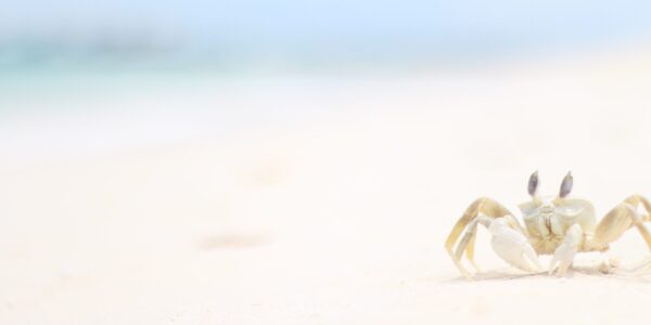 Krabbe på en strand i Maldivene, fotokunst veggbilde / plakat av Tor Arne Hotvedt