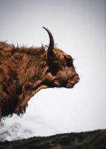 Highland cattle, eller høylandsfe som den heter på norsk, fotokunst veggbilde / plakat av Tor Arne Hotvedt