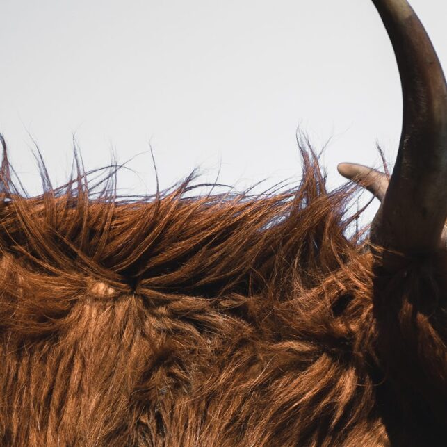 Highland cattle, eller høylandsfe som den heter på norsk, fotokunst veggbilde / plakat av Tor Arne Hotvedt