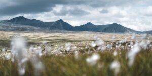 Myrull i Rondane, fotokunst veggbilde / plakat av Tor Arne Hotvedt