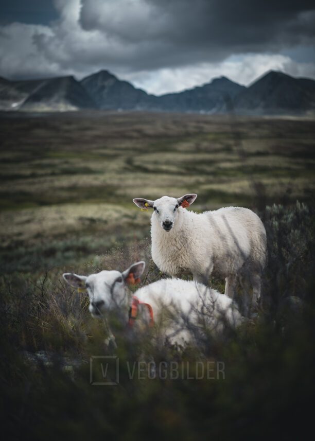 To sauer i Rondane, fotokunst veggbilde / plakat av Tor Arne Hotvedt