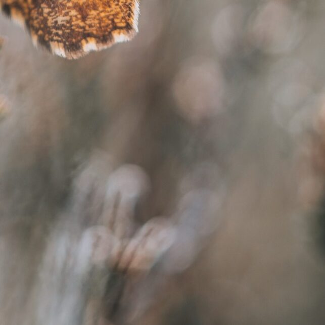 Makrobilde av en sommerfugl som lyses opp av sola, fotokunst veggbilde / plakat av Tor Arne Hotvedt
