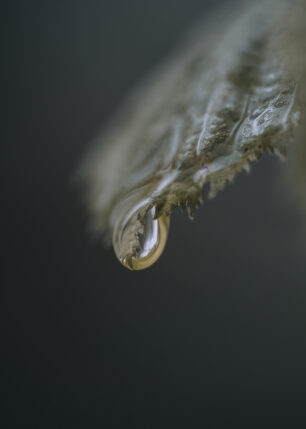 En vanndråpe som er i ferd med å falle, fotokunst veggbilde / plakat av Tor Arne Hotvedt