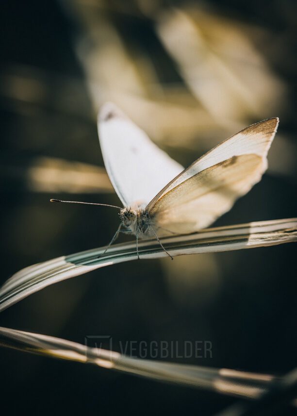 Makrobilde av en sommerfugl på strå, fotokunst veggbilde / plakat av Tor Arne Hotvedt
