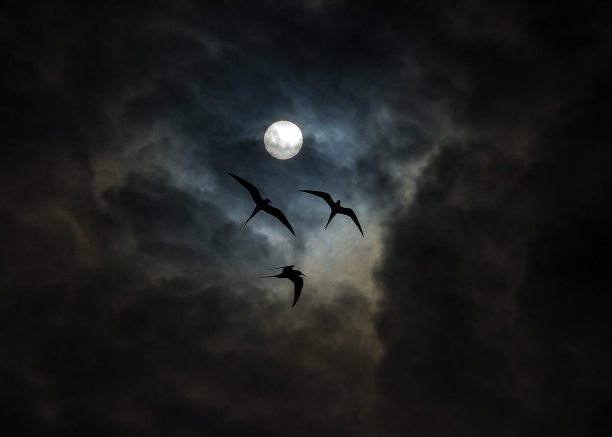 Mørke fugler, fotokunst veggbilde / plakat av Terje Kolaas