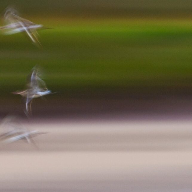 Fugler på trekk, fotokunst veggbilde / plakat av Terje Kolaas