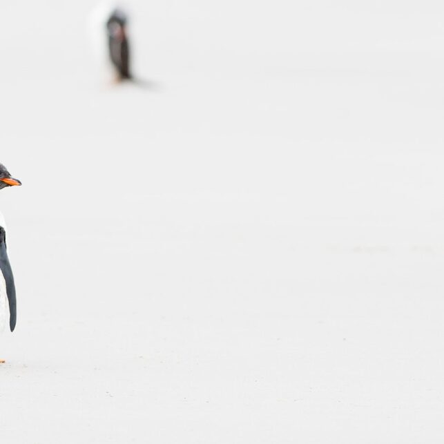 Bøylepingviner, fotokunst veggbilde / plakat av Terje Kolaas