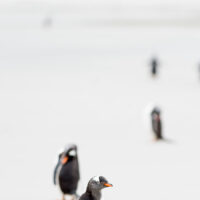 Bøylepingviner, fotokunst veggbilde / plakat av Terje Kolaas