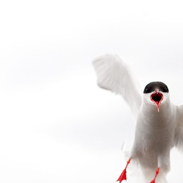 Angry bird 1, fotokunst veggbilde / plakat av Terje Kolaas