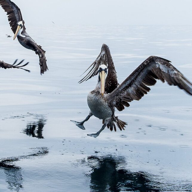 Tre pelikaner går inn for landing på et speilblankt hav, fotokunst veggbilde / plakat av Terje Kolaas